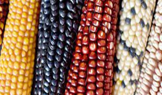 Un grupo de maíz

Descripción generada automáticamente con confianza media