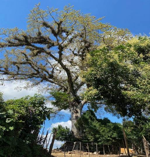 Un dibujo de un árbol

Descripción generada automáticamente con confianza media